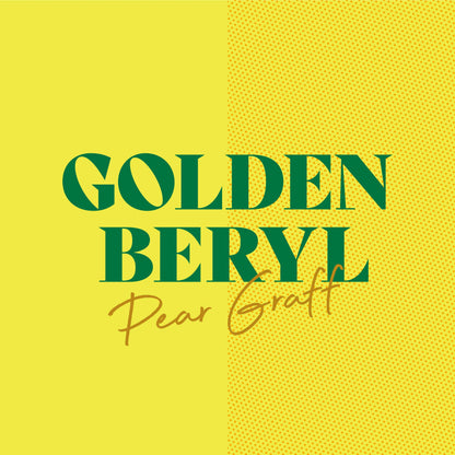 Golden Beryl 500ml Can